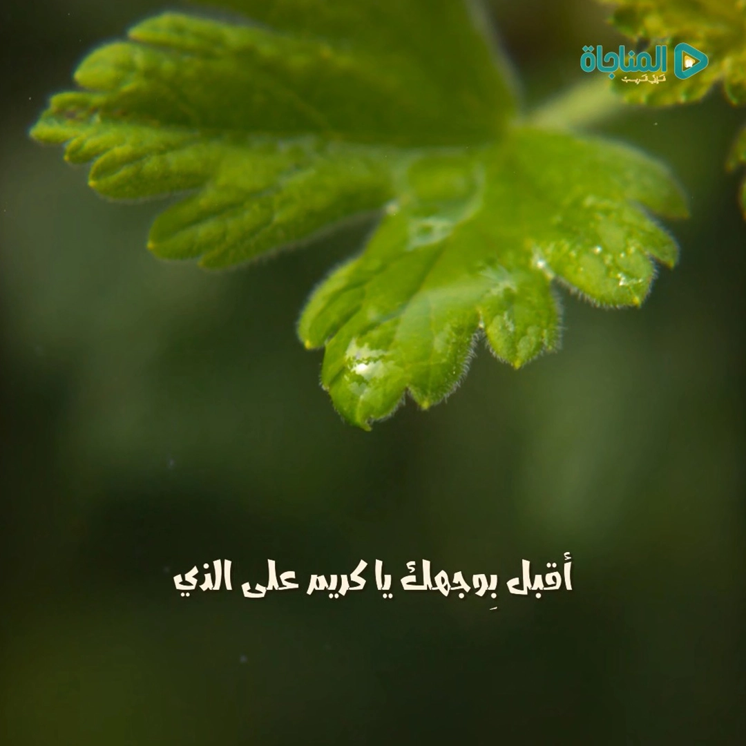 أملى رضاك 6